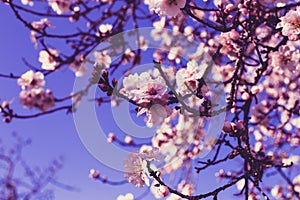 Spring blossom background. Beautiful nature scene with blooming tree on sunny day. Spring flowers. Beautiful orchard in Springtime