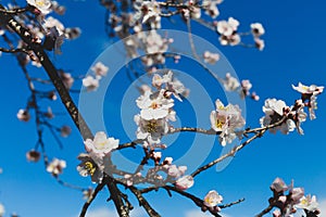 Spring blossom background. Beautiful nature scene with blooming tree on sunny day. Spring flowers. Beautiful orchard in Springtime