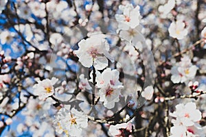 Spring blossom background. Beautiful nature scene with blooming tree on sunny day. Spring flowers. Beautiful orchard in Springtime