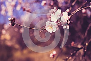 Spring blossom background. Beautiful nature scene with blooming tree on sunny day. Spring flowers. Beautiful orchard in Springtime