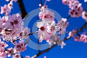 Spring blossom background. Beautiful nature scene with blooming tree on sunny day. Spring flowers. Beautiful orchard in Springtime