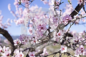 Spring blossom background. Beautiful nature scene with blooming tree on sunny day. Spring flowers. Beautiful orchard in Springtime