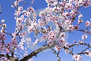 Spring blossom background. Beautiful nature scene with blooming tree on sunny day. Spring flowers. Beautiful orchard in Springtime