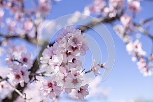 Spring blossom background. Beautiful nature scene with blooming tree on sunny day. Spring flowers. Beautiful orchard in Springtime