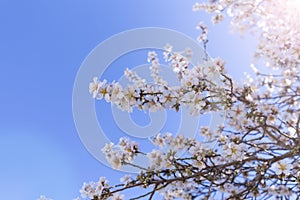 Spring blossom background. Beautiful nature scene with blooming tree on sunny day. Spring flowers. Beautiful orchard in Springtime