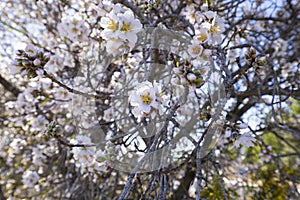 Spring blossom background. Beautiful nature scene with blooming tree on sunny day. Spring flowers. Beautiful orchard in Springtime