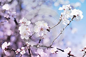 Spring blossom background. Beautiful nature scene with blooming tree on sunny day. Spring flowers. Beautiful orchard in Springtime