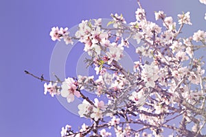 Spring blossom background. Beautiful nature scene with blooming tree on sunny day. Spring flowers. Beautiful orchard in Springtime