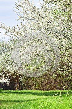 Spring blossom background. Beautiful nature scene with tender white flowers blooming tree and green meadow n sunny day