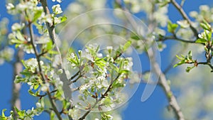 Spring blossom background. Beautiful spring flowers. White cherry flowers. Slow motion.