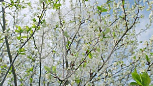 Spring blossom background. Beautiful spring flowers. White cherry flowers. Slow motion.