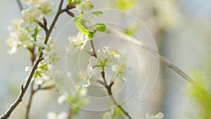 Spring blossom background. Beautiful spring flowers. White cherry flowers. Slow motion.