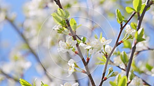 Spring blossom background. Beautiful spring flowers. White cherry flowers. Slow motion.