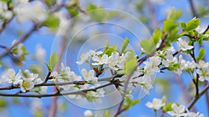 Spring blossom background. Beautiful spring flowers. White cherry flowers. Slow motion.