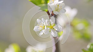 Spring blossom background. Beautiful spring flowers. White cherry flowers. Slow motion.