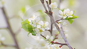 Spring blossom background. Beautiful spring flowers. White cherry flowers. Slow motion.