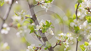 Spring blossom background. Beautiful spring flowers. White cherry flowers. Slow motion.