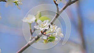 Spring blossom background. Beautiful spring flowers. White cherry flowers. Slow motion.