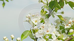 Spring blossom background. Beautiful spring flowers. White pear flowers. Close up.