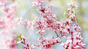 Spring blossom background. Blooming almond tree. Pink flowers on a tree