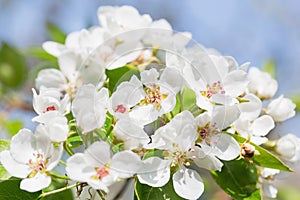 Spring blossom background. Blooming pear tree, white flowers on a tree