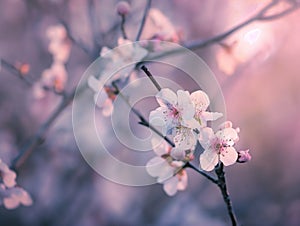 Spring blossom background with blooming tree. Spring flowers