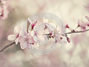 Spring blossom background with blooming tree. Spring flowers