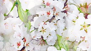 Spring blossom background. Blossoming branch of cherry tree with white flowers