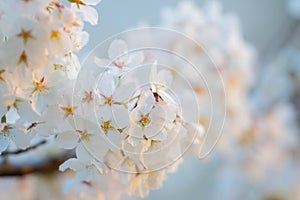 Spring blossom background. Blossoming tree branch with white flowers.