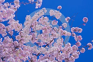 Spring blossom background. Blossoming tree branch with white flowers.