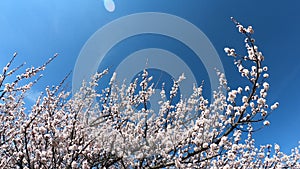 Spring blossom background. Flowering apricot on a background of blue sky. Beautiful nature scene with blooming tree and sun flare.