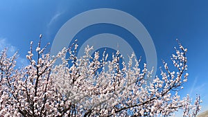 Spring blossom background. Flowering apricot on a background of blue sky. Beautiful nature scene with blooming tree and sun flare.