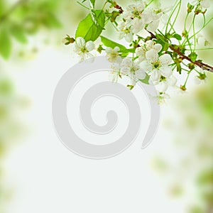 Spring blossom background, green leaves and white flowers