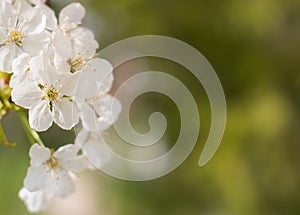 Spring blossom background, green leaves and white flowers