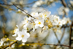Spring blossom background. Nature scene with blooming tree and sun flare