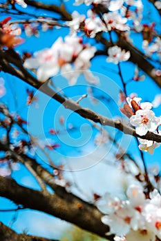 Spring blossom background. Nature scene with blooming tree and sun flare.