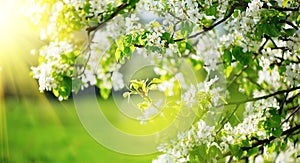 Spring blossom background. Nature scene with blooming tree and sun flare. Spring flowers photo