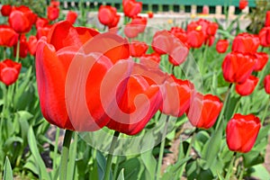 Spring blossom background. Red tulips wallpaper. Tulip field