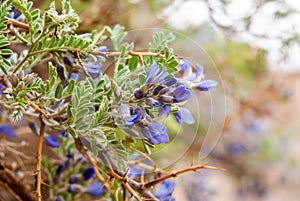 Spring Blossom Background. Sophora denudata, stock photo