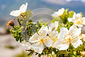 Spring Blossom Background. Wild rose, Rosa arvensis Huds