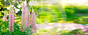 Spring blossom banner. blurred flower nature background