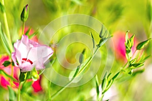 Spring blossom banner. blurred flower nature background with copy space