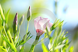 Spring blossom banner. blurred flower nature background with copy space