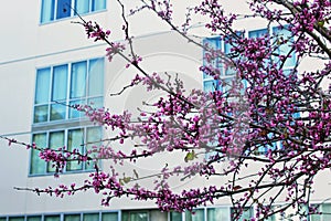 Judas tree blossom, Cercis siliquastrum photo