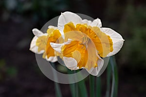 Spring blossom of big yellow-white daffodils narcissus decorative plants in garden