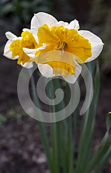 Spring blossom of big yellow-white daffodils narcissus decorative plants in garden