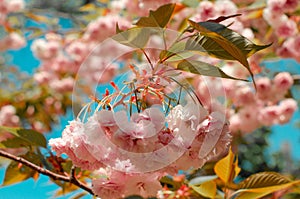 Spring blossom on blue sky. Spring background with flowering Japanese oriental cherry sakura blossom, pink buds with