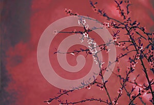 Spring blossom border over red arty textured background. Chinese new year nature vintage design