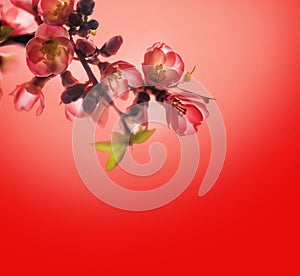 Spring blossom border over red background with copyspace. Chinese new year nature design