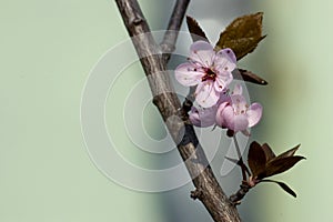 Spring blossom on branch